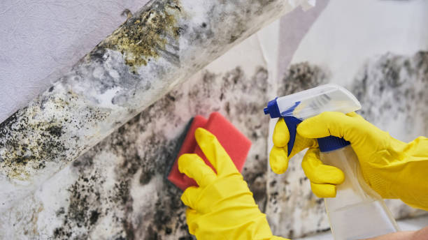 Why You Should Choose Our Mold Remediation Services in Paloma Creek South, TX